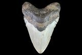 Megalodon Tooth - North Carolina #82918-1